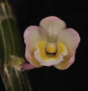Dendrobium crepidatum