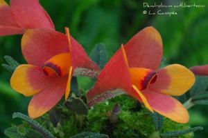 Dendrobium cuthbertsonii