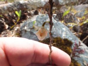 Dendrobium acinaciforme