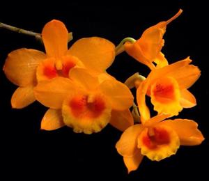 Dendrobium denneanum