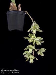 Clowesia russelliana