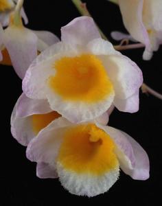 Dendrobium farmeri
