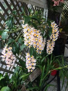 Dendrobium farmeri