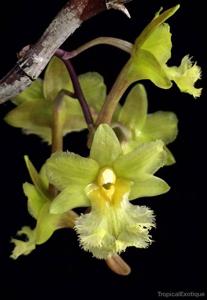 Dendrobium fimbrilabium