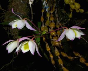 Dendrobium findlayanum