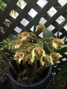 Dendrobium finisterrae