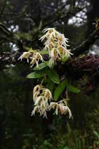 Dendrobium garrettii