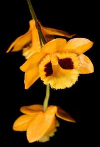 Dendrobium gibsonii