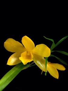 Dendrobium hancockii