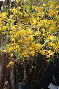 Dendrobium hancockii