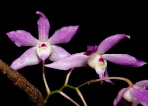 Dendrobium hercoglossum