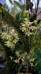 Dendrobium heterocarpum