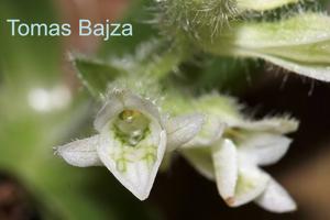 Lankesterella ceracifolia