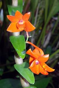 Dendrobium jacobsonii