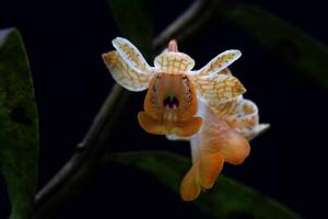 Dendrobium khanhoaense