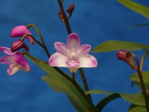 Dendrobium kingianum