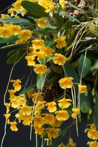 Dendrobium lindleyi