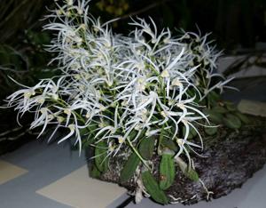 Dendrobium linguiforme