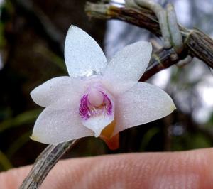 Dendrobium metrium
