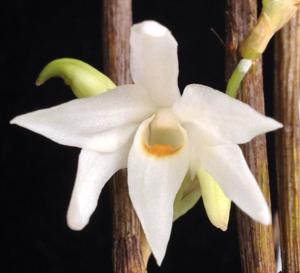Dendrobium moniliforme