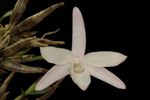 Dendrobium moniliforme