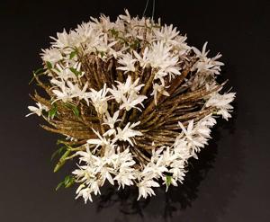 Dendrobium moniliforme