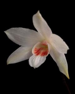 Dendrobium multilineatum