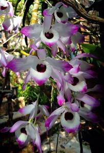 Dendrobium nobile