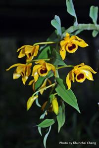 Dendrobium ochreatum