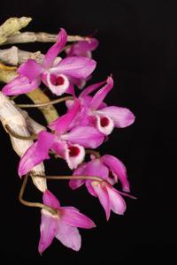 Dendrobium parishii