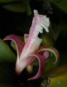 Dendrobium plicatile