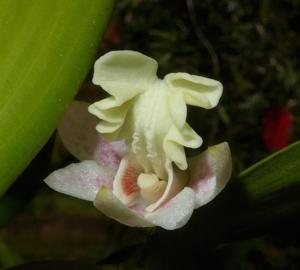 Dendrobium plicatile