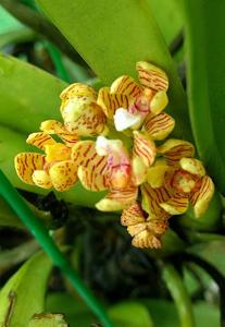 Acampe praemorsa var. longepedunculata