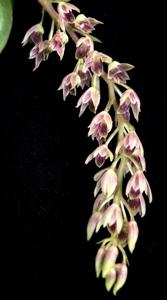 Dendrobium proteranthum