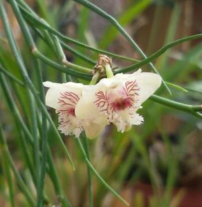 Dendrobium pseudoequitans