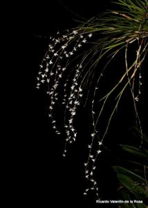 Dendrobium pseudoequitans