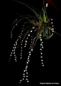 Dendrobium pseudoequitans