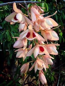 Dendrobium pulchellum