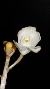 Didymoplexis pallens