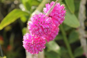 Dendrobium purpureum