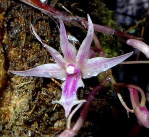 Dendrobium rantii