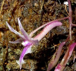 Dendrobium rantii