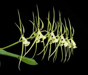 Brassia maculata