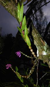 Dendrobium rindjaniense