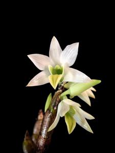 Dendrobium scabrilingue