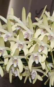 Dendrobium speciosum