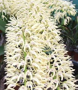 Dendrobium speciosum