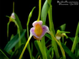 Masdevallia paivaeana