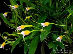 Masdevallia paivaeana