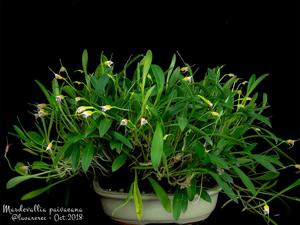 Masdevallia paivaeana